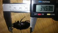 頂きました！