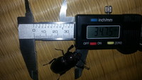 頂きました！
