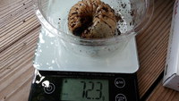 最後の幼虫　温度調整野菜室へ