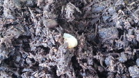 壱岐ノコ　追加の幼虫発見！