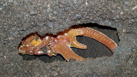 ネプチューンオオカブト♂　ついに蛹化　＼(^o^)／