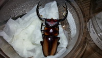最後の♂２匹も無事　羽化しました　(＾◇＾)