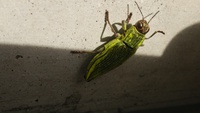 最近ベランダに良く来る虫だけど名前が・・・
