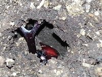 第1号確認！