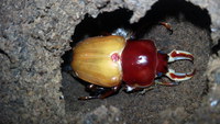 ブラックが羽化！