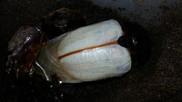 今、　羽化してます！