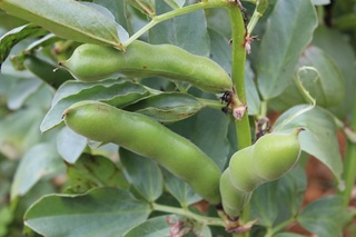 野菜ソムリエと行く！空豆収穫体験