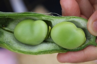 野菜ソムリエと行く！空豆収穫体験