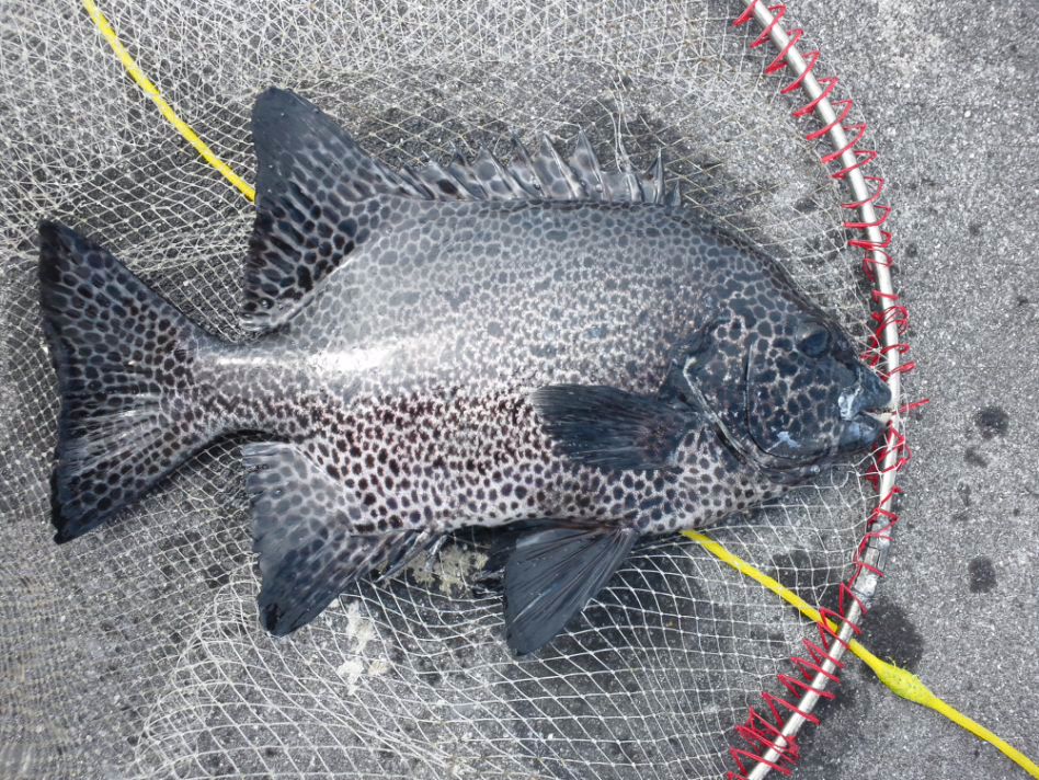 釣れる釣り！