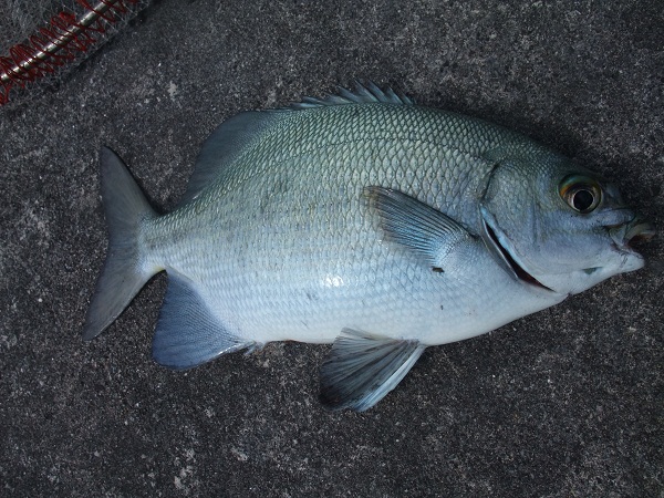 釣れる釣り！