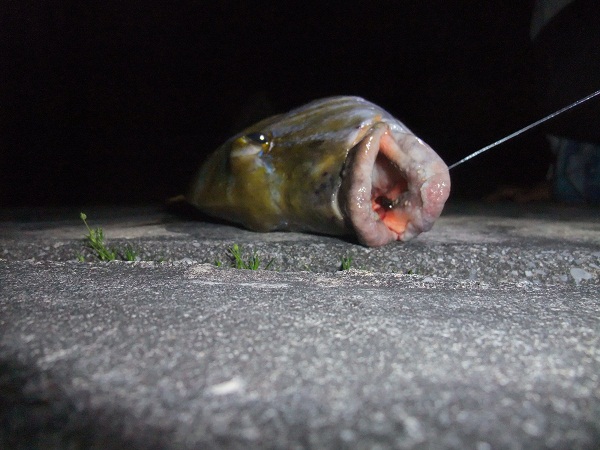 釣れる釣り！