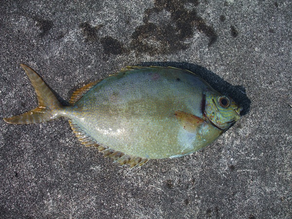釣れる釣り！