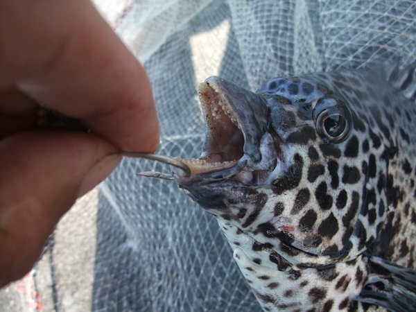 釣れる釣り！