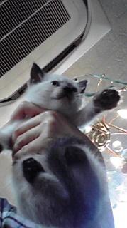 猫なんです・・・みなさま 2011/11/15 22:48:12