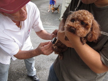◆狂犬病の予防注射◆