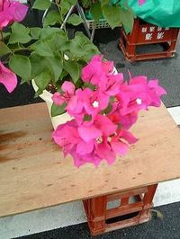 ブーゲンビリアの鉢植え