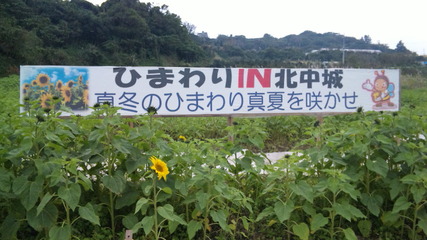 ひまわり IN 北中城