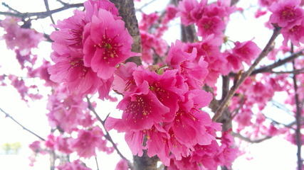 緋寒桜