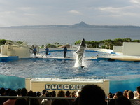 国営沖縄記念公園 海洋博公園 沖縄美ら海水族館