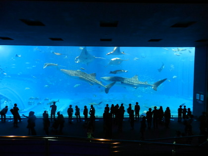 国営沖縄記念公園 海洋博公園 沖縄美ら海水族館