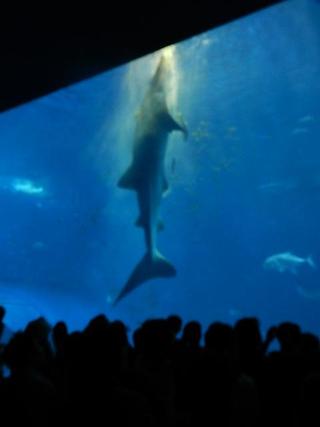 国営沖縄記念公園 海洋博公園 沖縄美ら海水族館
