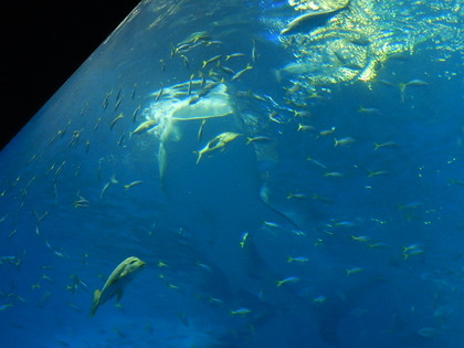 国営沖縄記念公園 海洋博公園 沖縄美ら海水族館