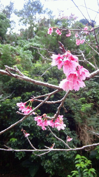 浦添大公園