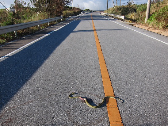 やんばる生活