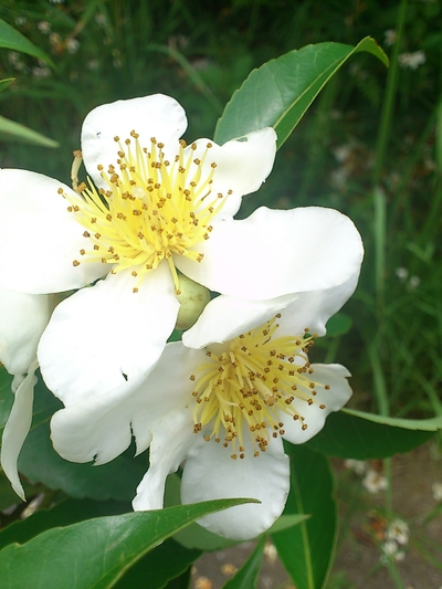 いじゅの花が咲いてます(^^)