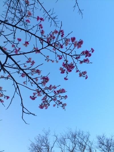 春のひとコマ。