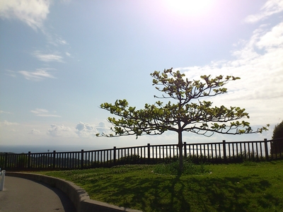 太陽に誘われて～
