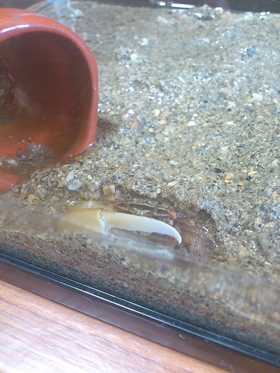 ペットがやってきた！！