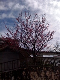 今日の国際通り 2010/01/31 12:33:50