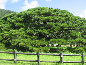 琉球松の二大銘木