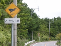 やんばるくいな
