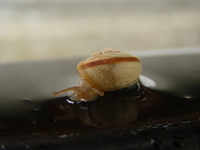 夏雨 2006/09/01 23:38:32