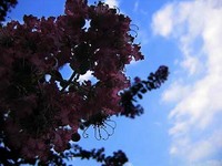 夏模様秋模様