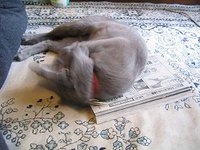 動物のお医者さん　②