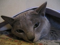 動物のお医者さん
