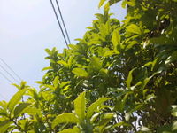 アツい 2011/06/19 11:51:18