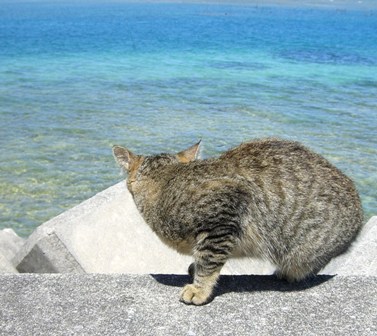 海ネコ