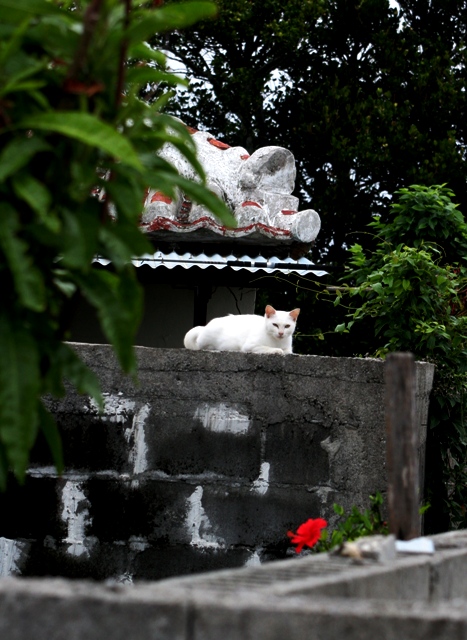 ネコと赤花