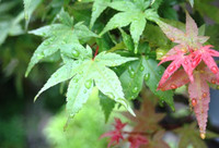 雨を撮ってみた 2011/07/20 00:34:53