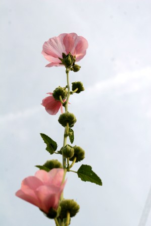 背伸び