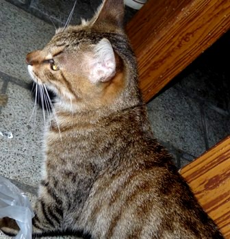 ニャンニャンニャン