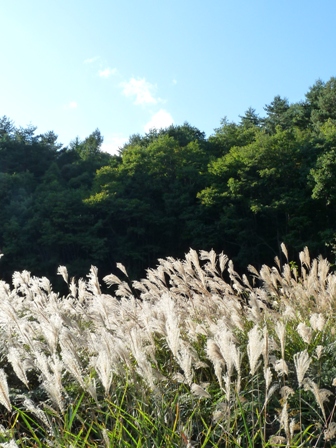 すすき