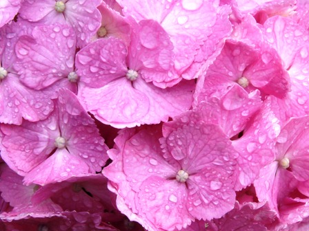 あじさいに雨