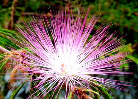 花たち