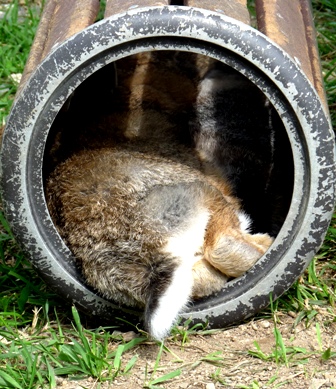 昼寝