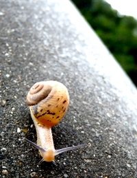 雨上がりの朝
